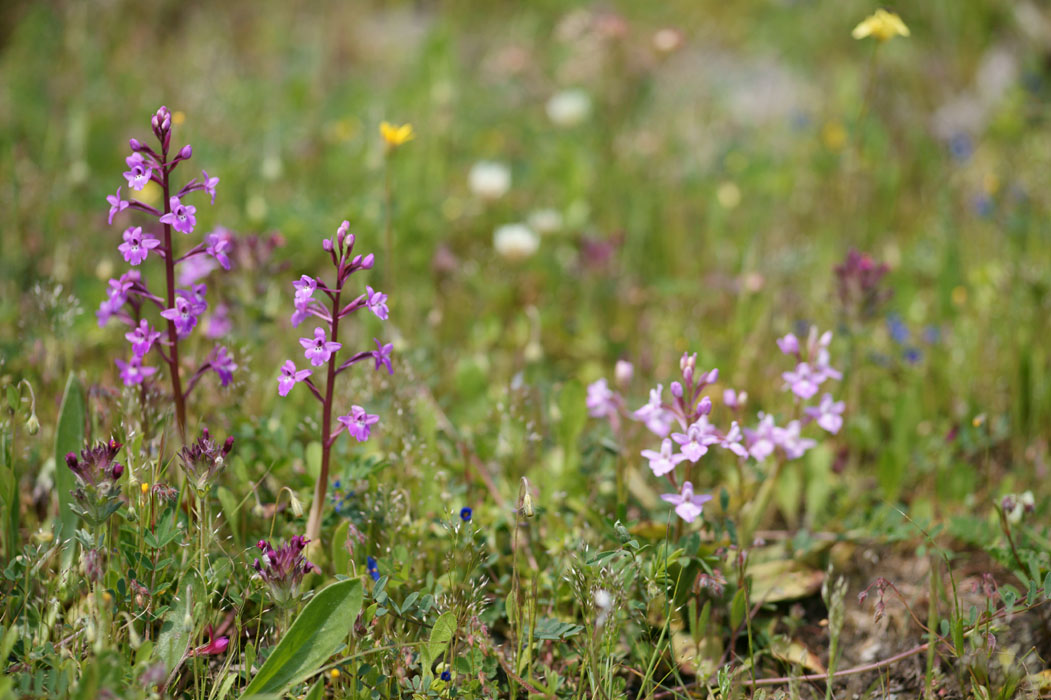 Orchis quadripunctata Spilli 220411 (202)