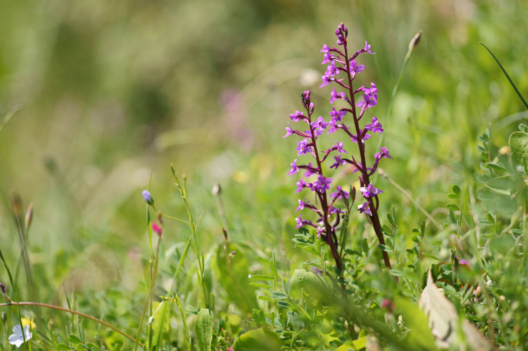 Orchis quadripunctata Spilli 220411 (213)