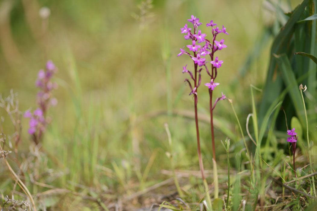 Orchis quadripunctata Spilli 220411 (322)