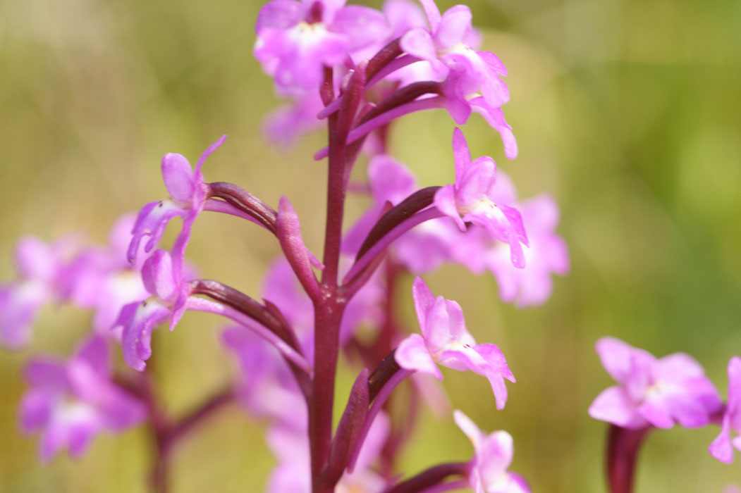 Orchis quadripunctata Spilli 220411 (323)