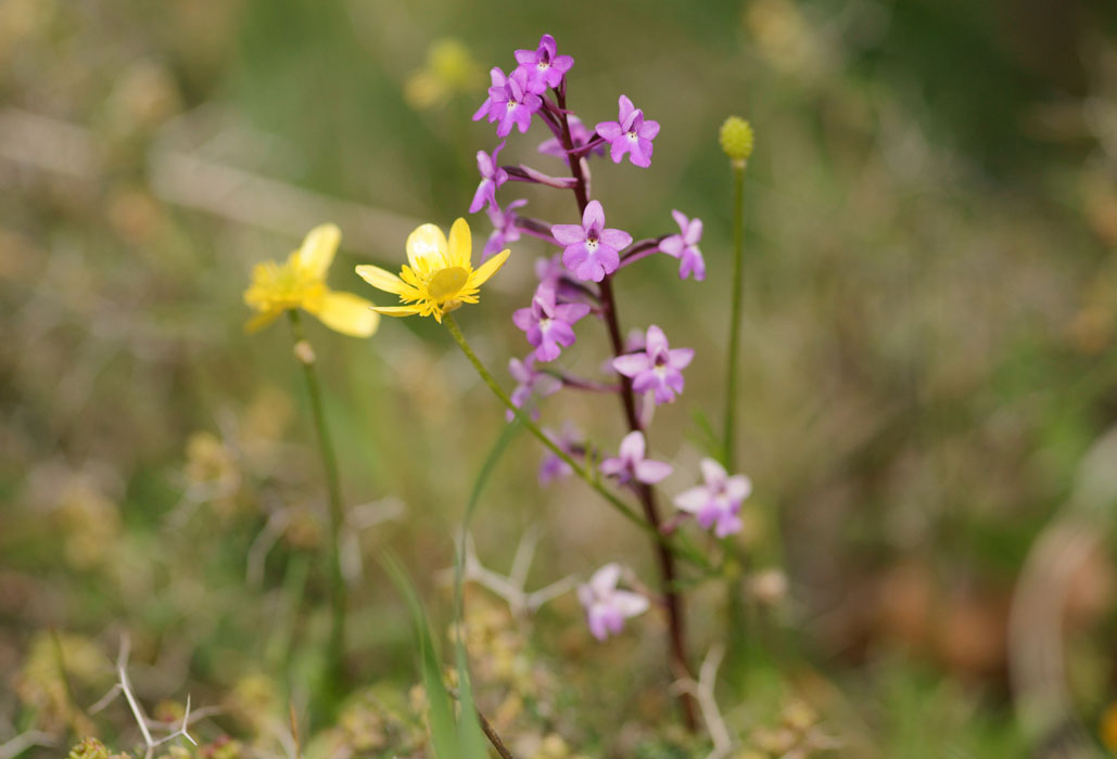 Orchis quadripunctata Spilli 220411 (324)
