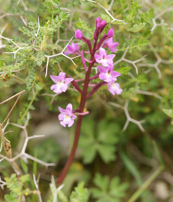Orchis quadripunctata Spilli 220411 (56)