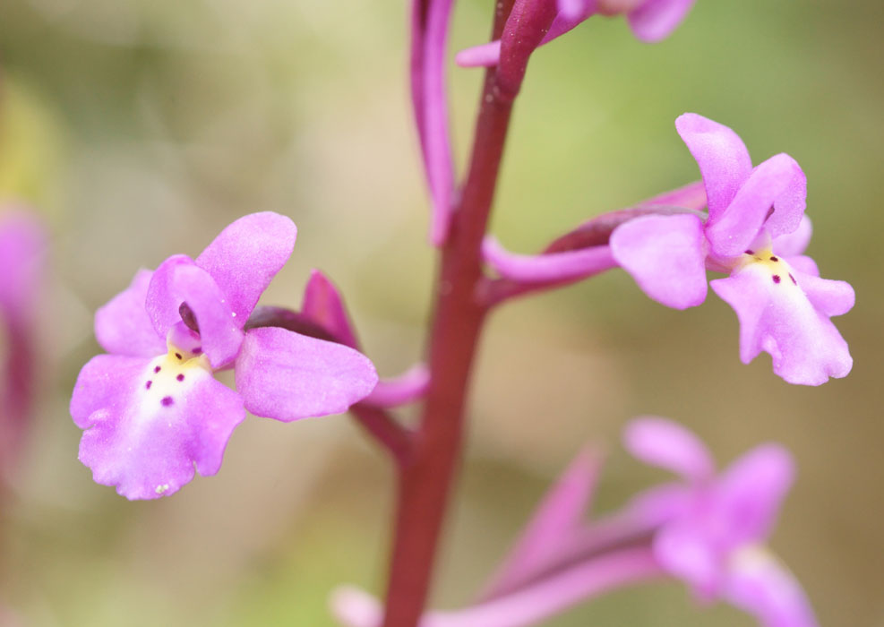 Orchis quadripunctata Spilli 220411 (57)