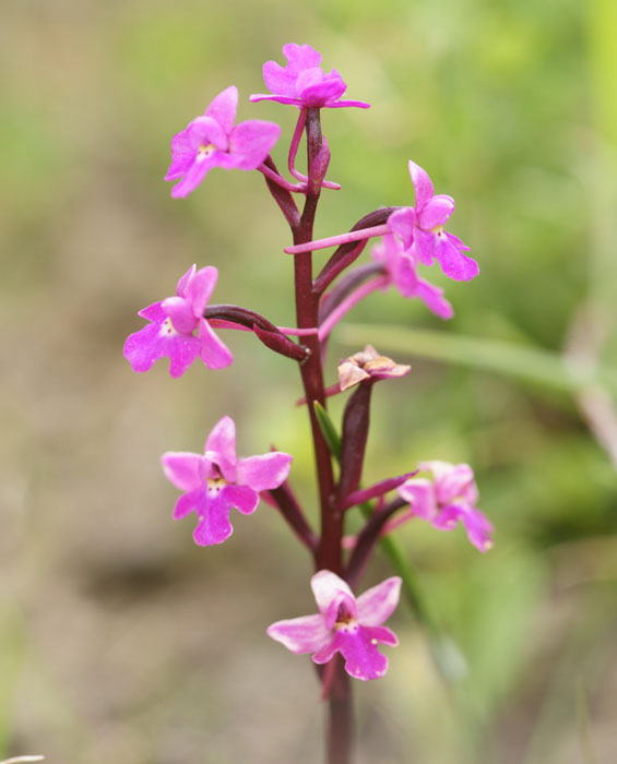 Orchis quadripunctata Spilli 220411 (58)