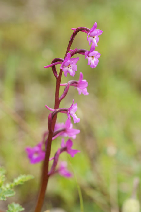 Orchis quadripunctata Spilli 220411 (59)