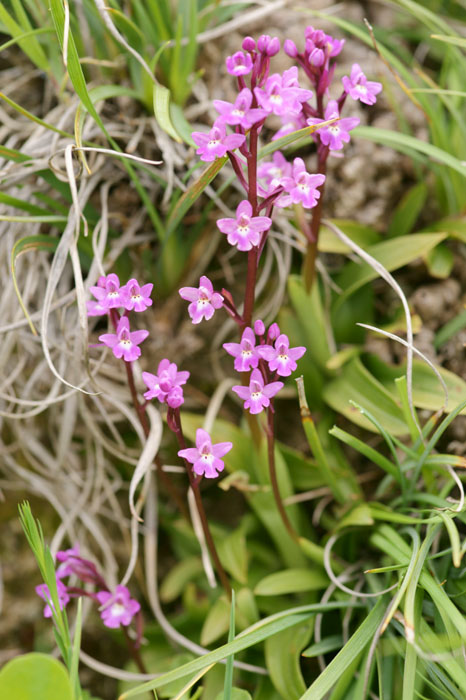 Orchis quadripunctata Spilli 220411 (90)
