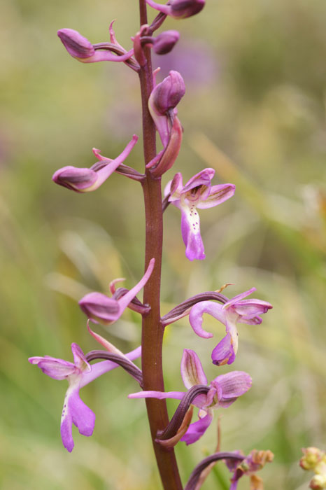 Orchis sitiaca Spilli 220411 (149)