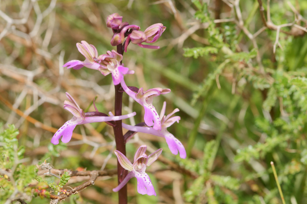 Orchis sitiaca Spilli 220411 (306)
