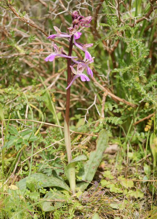Orchis sitiaca Spilli 220411 (307)