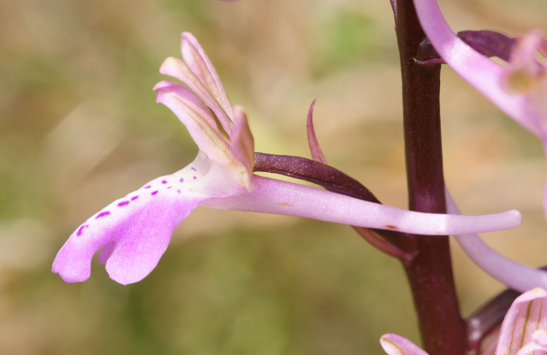 Orchis sitiaca Spilli 220411 (309)