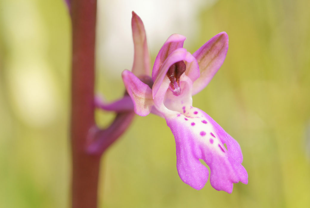 Orchis sitiaca Spilli 220411 (311)