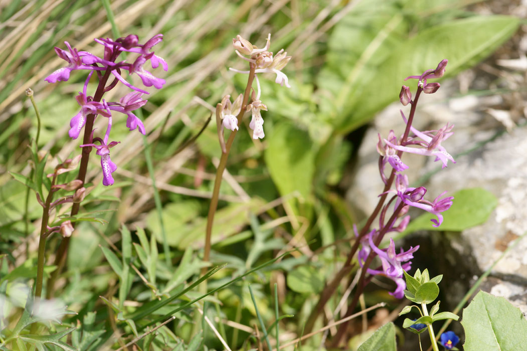 Orchis sitiaca Spilli 220411 (315)