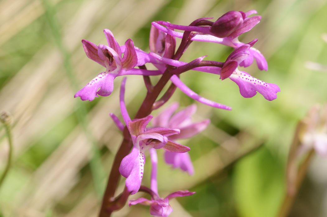 Orchis sitiaca Spilli 220411 (316)