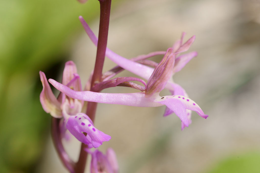 Orchis sitiaca Spilli 220411 (317)