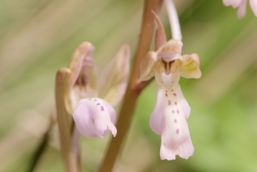 Orchis sitiaca Spilli 220411 (318)