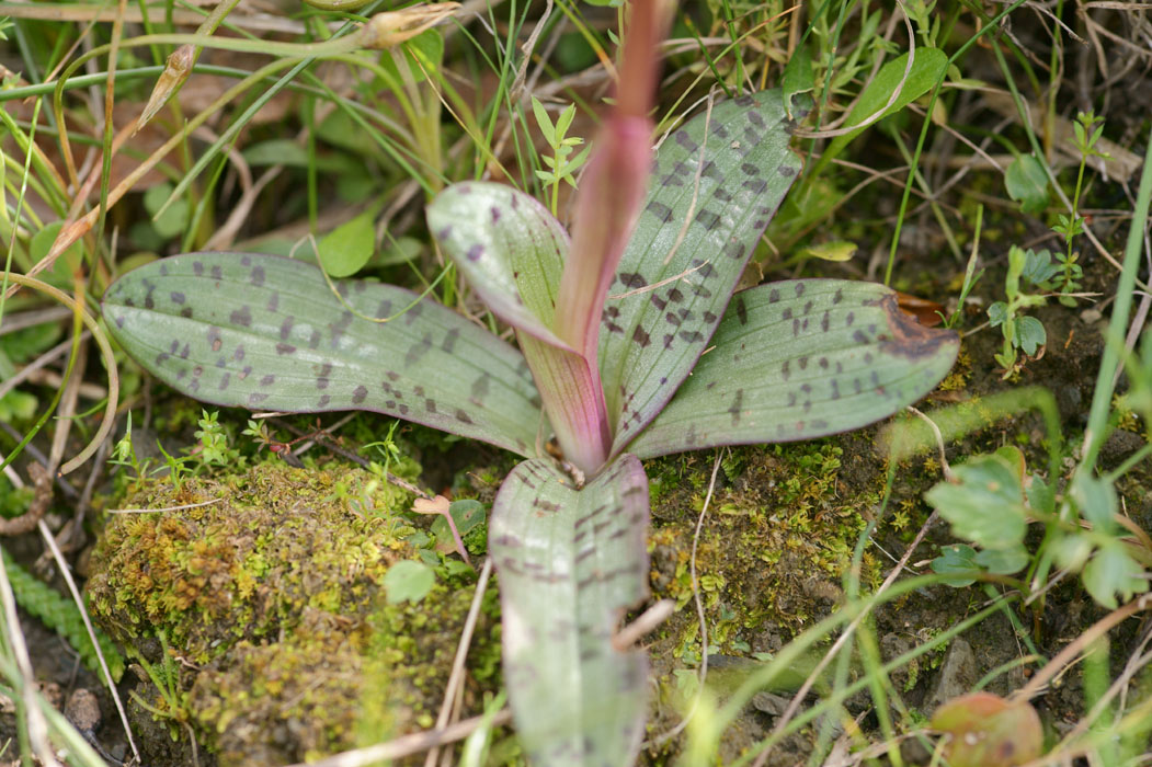 Orchis sitiaca Spilli 220411 (320)