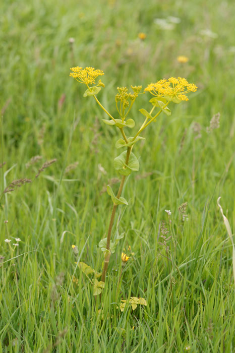 Smyrnium perfoliatum Spilli 220411 (31)