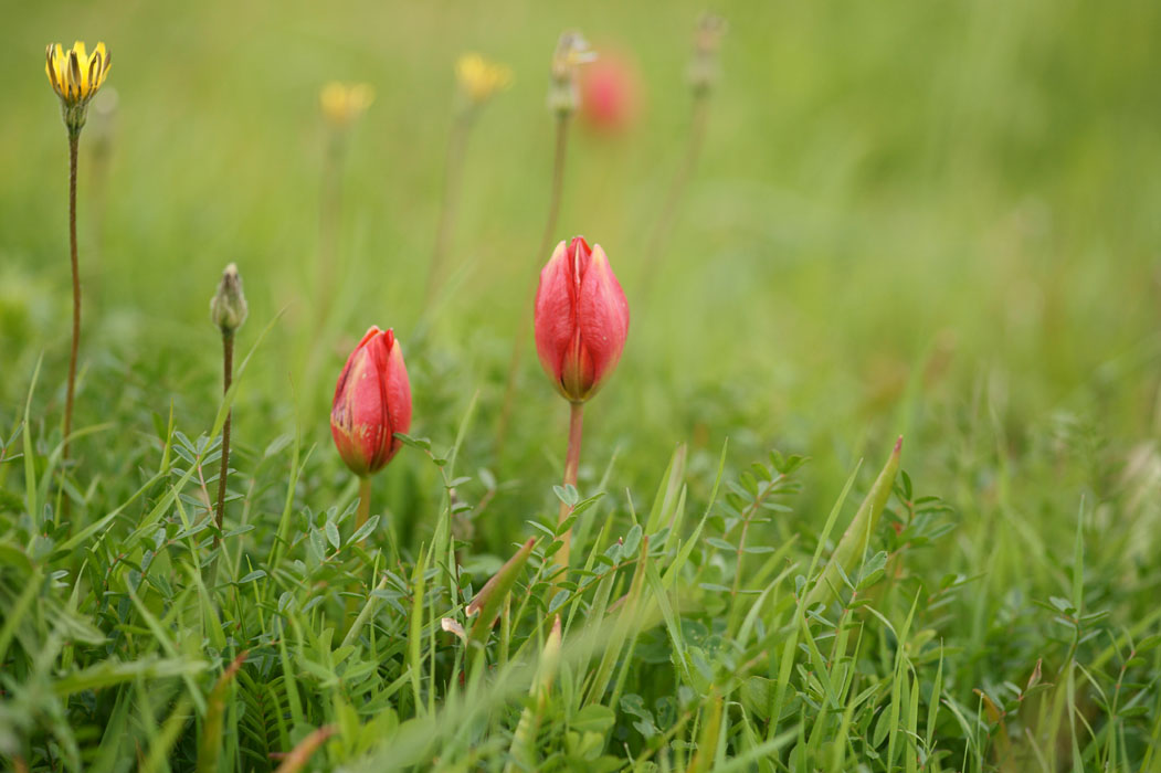 Tulipa doerfleri  Spilli 220411 (35)