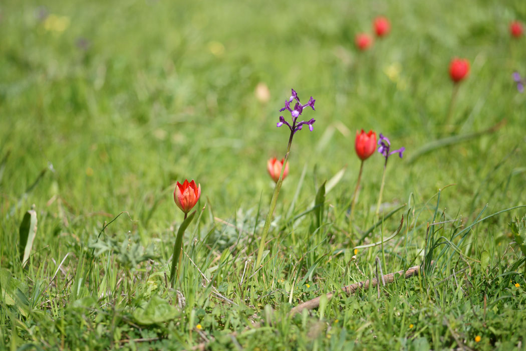 Tulipa doerfleri & Anacamptis boryi Spilli 220411 (285)