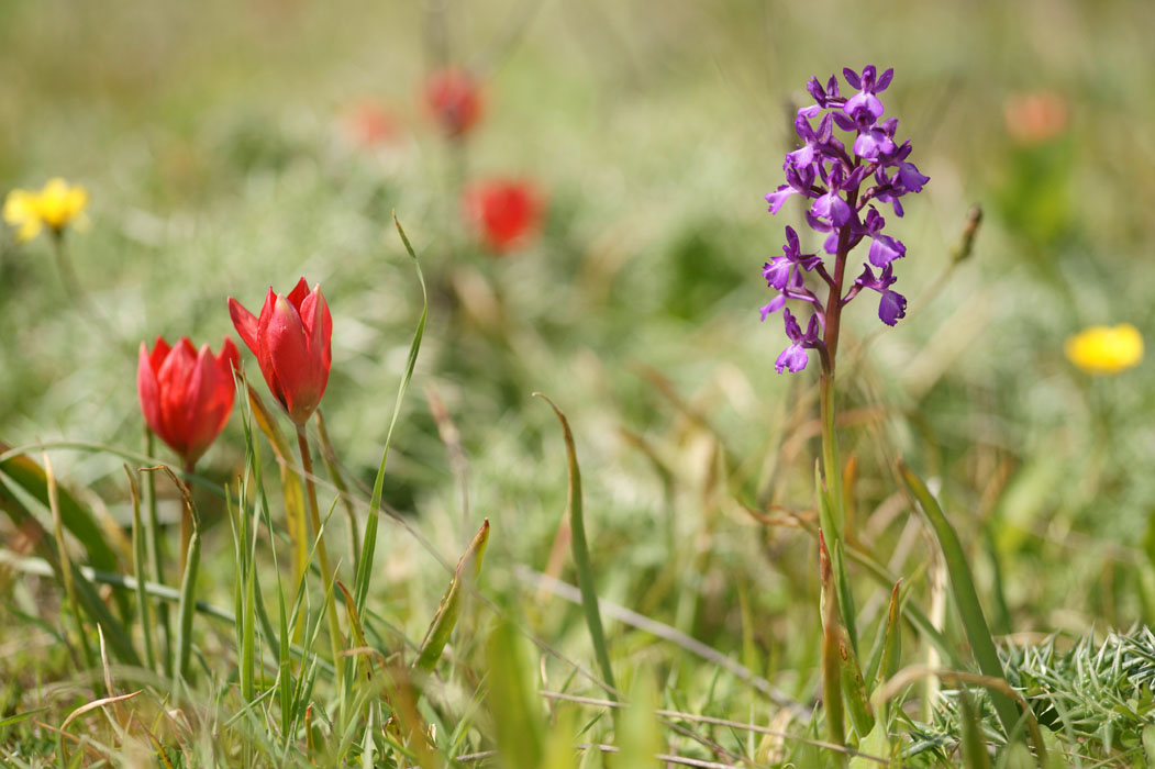 Tulipa doerfleri & Anacamptis boryi x laxiflora Spilli 220411 (282)