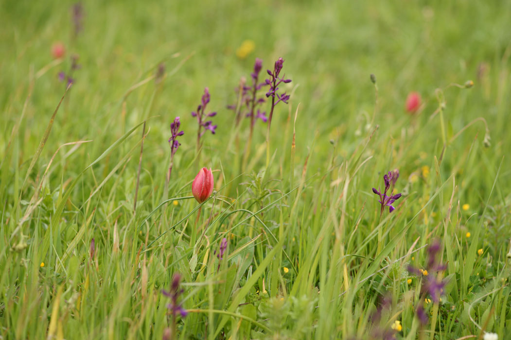 Tulipa doerfleri & Anacamptis laxiflora Spilli 220411 (37)
