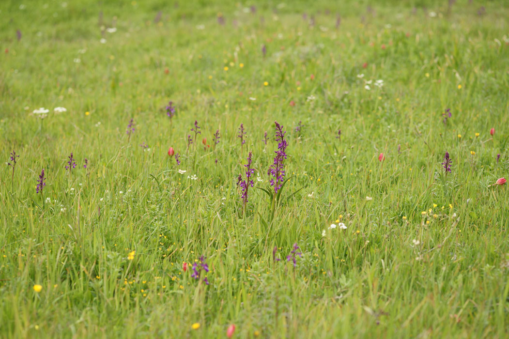 Tulipa doerfleri & Anacamptis laxiflora Spilli 220411 (38)
