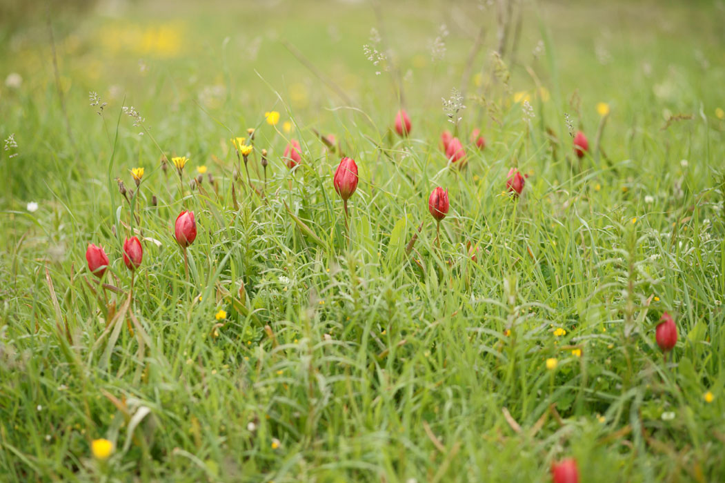 Tulipa doerfleri Spilli 220411 (110)