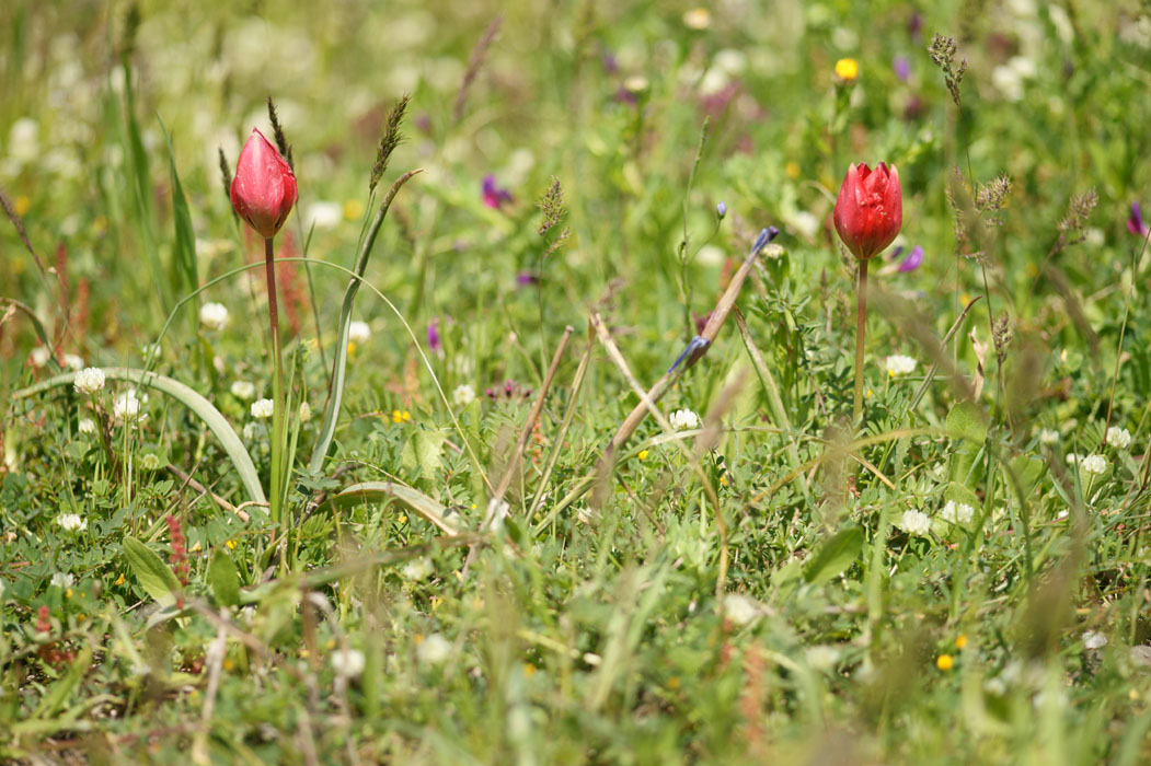 Tulipa doerfleri Spilli 220411 (211)