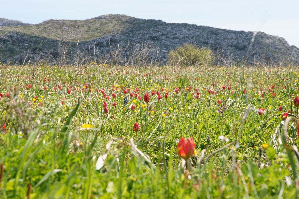 Tulipa doerfleri Spilli 220411 (224)
