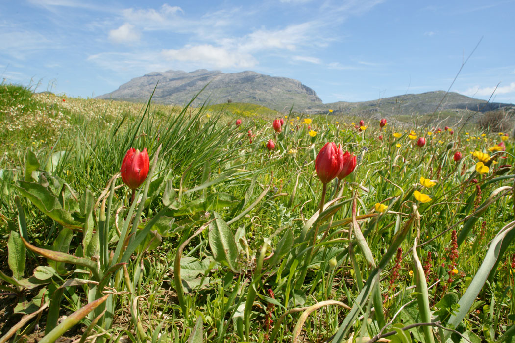 Tulipa doerfleri Spilli 220411 (226)