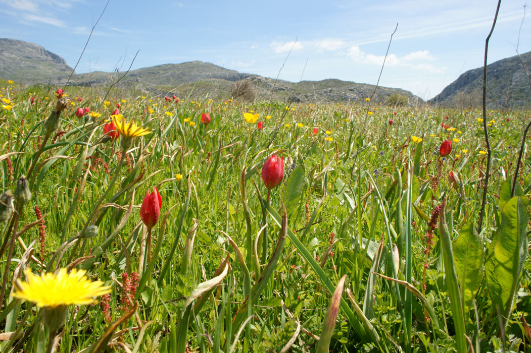 Tulipa doerfleri Spilli 220411 (227)