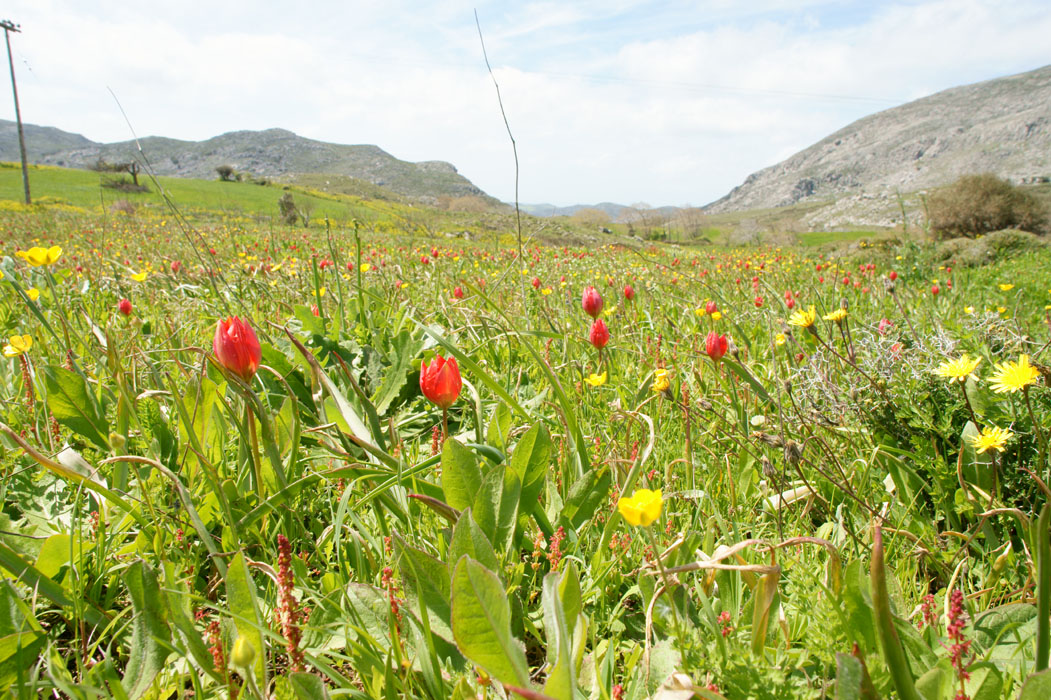 Tulipa doerfleri Spilli 220411 (230)