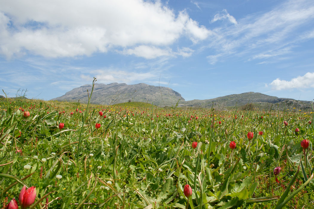 Tulipa doerfleri Spilli 220411 (236)