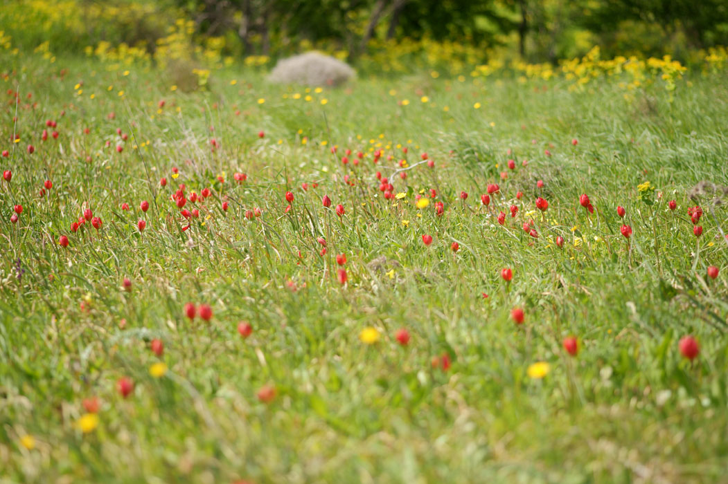 Tulipa doerfleri Spilli 220411 (284)