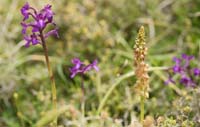 Anacamptis boryi & Orchis anthropophora Spilli 220411 (145)