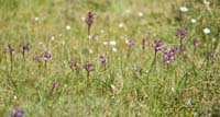 Anacamptis boryi Spilli 220411 (220)