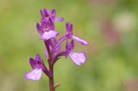 Anacamptis boryi Spilli 220411 (96)
