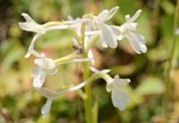 Anacamptis boryi hypochrome Spilli 220411 (199)