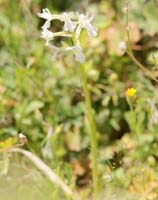 Anacamptis boryi hypochrome Spilli 220411 (200)