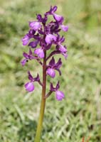 Anacamptis boryi x laxiflora Spilli 220411 (283)