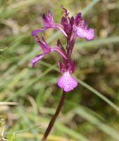 Anacamptis boryi x papillonacea Spilli 220411 (279)