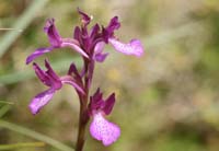 Anacamptis boryi x papillonacea Spilli 220411 (280)