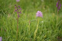 Anacamptis laxiflora & Orchis italica Spilli 220411 (25)