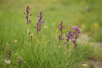 Anacamptis laxiflora Spilli 220411 (40)