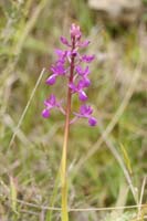 Anacamptis laxiflora Spilli 220411 (6)