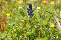 Lupinus pilosus Spilli 220411 (210)