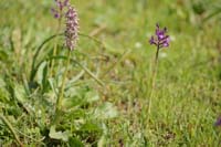 Neotinea lactea & Anacamptis boryi Spilli 220411 (290)