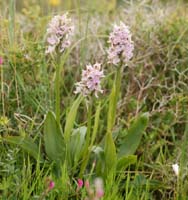 Neotinea lactea Spilli 220411 (117)