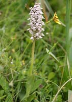 Neotinea lactea Spilli 220411 (144)