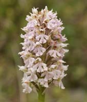 Neotinea lactea Spilli 220411 (46)